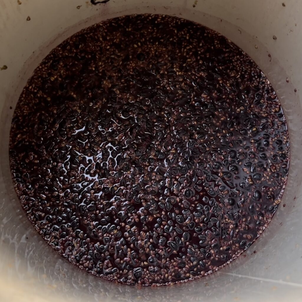 Processo de produção de vinho artesanal