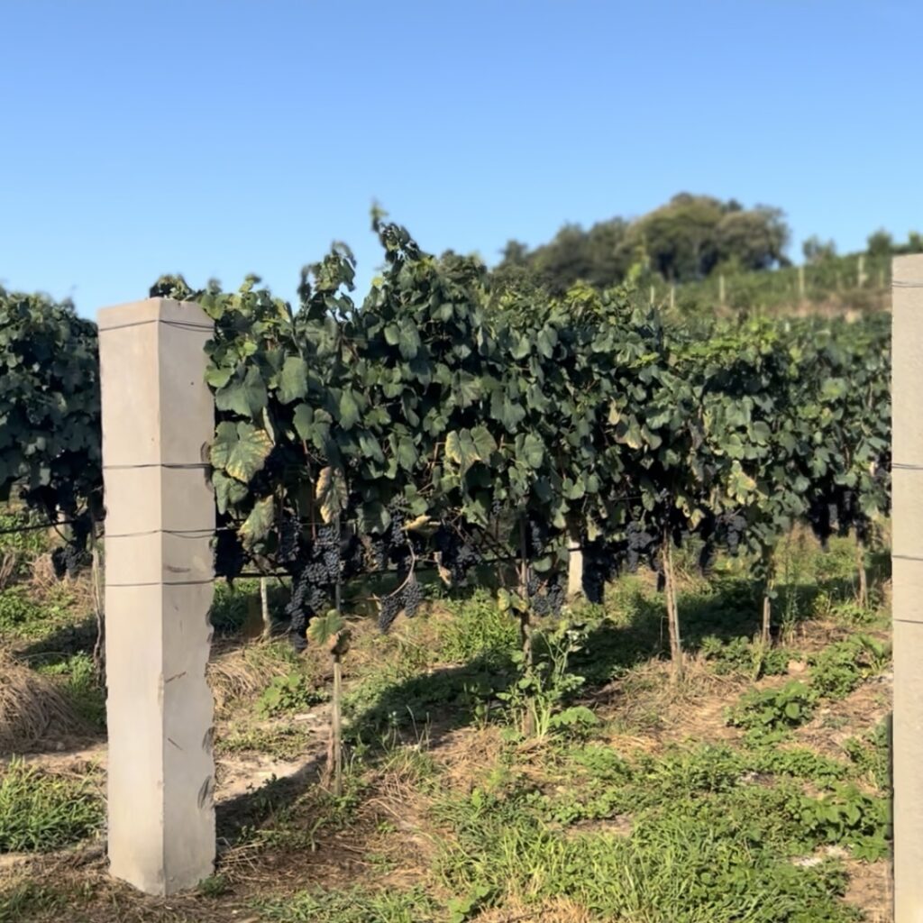 Processo de produção - Vinho Artesanal